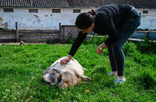 Sokor� Fogad� Sokor�p�tka