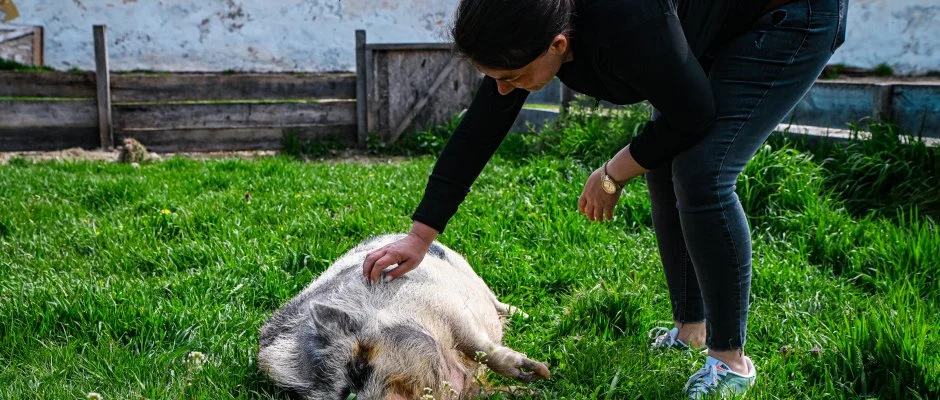 Sokor� Fogad� Sokor�p�tka