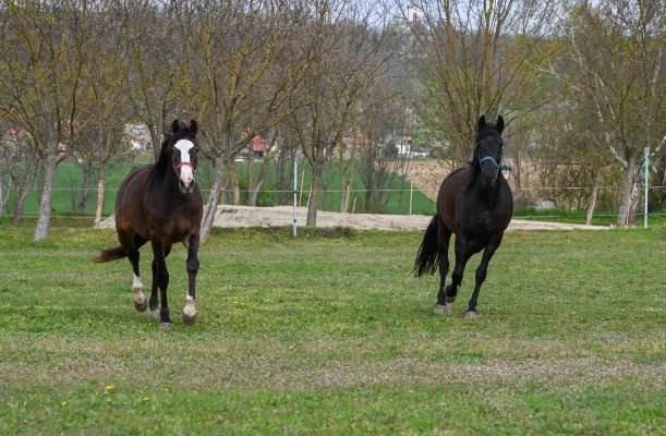 Sokor� Fogad� Sokor�p�tka