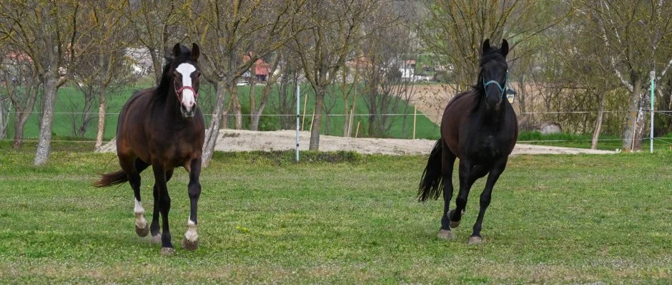 Sokor� Fogad� Sokor�p�tka