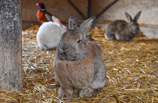 Sokor� Fogad� Sokor�p�tka