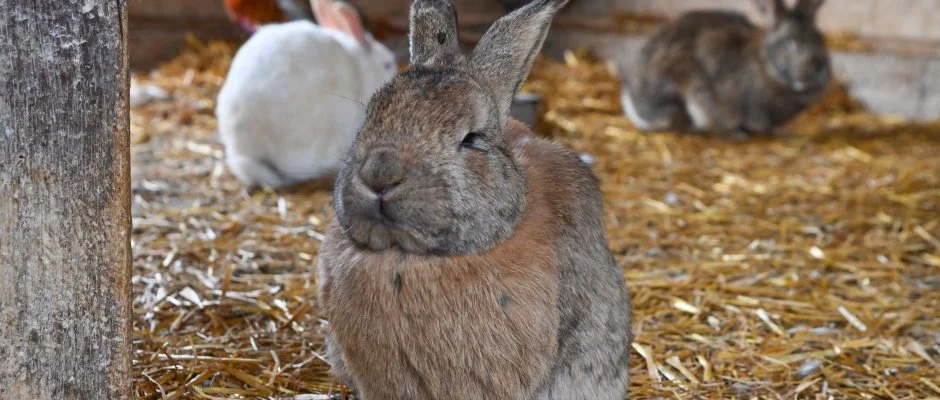 Sokor� Fogad� Sokor�p�tka