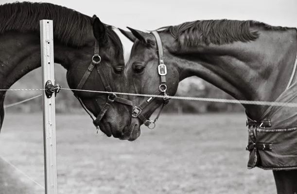 Sokor� Fogad� Sokor�p�tka