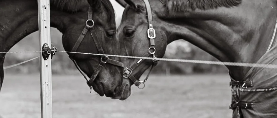 Sokor� Fogad� Sokor�p�tka