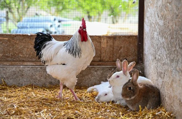 Sokor� Fogad� Sokor�p�tka