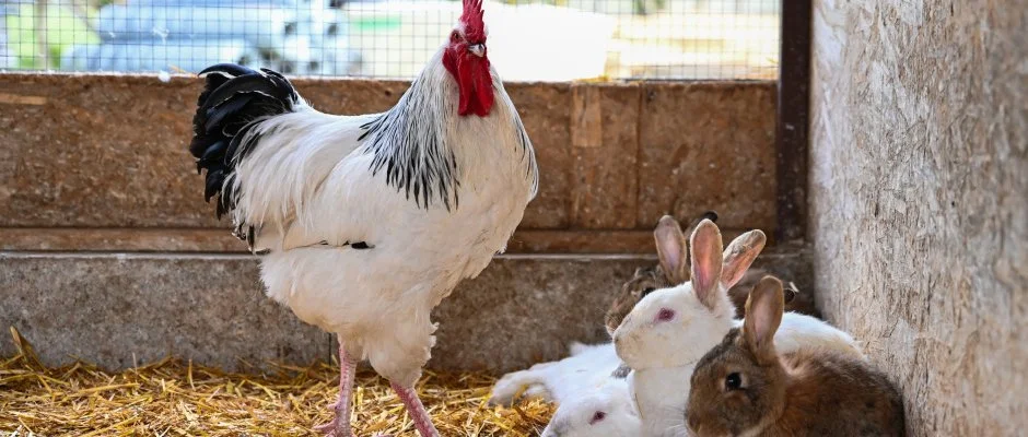 Sokor� Fogad� Sokor�p�tka