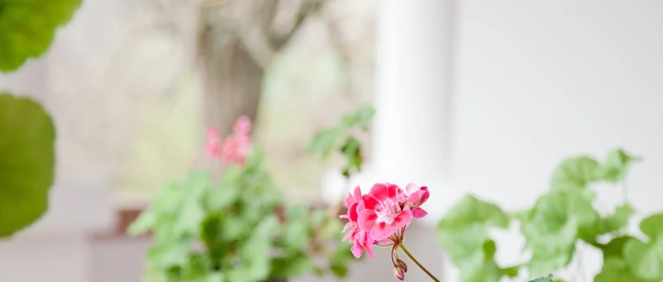 Somogy Kertje dlfalu s tterem Bonnya