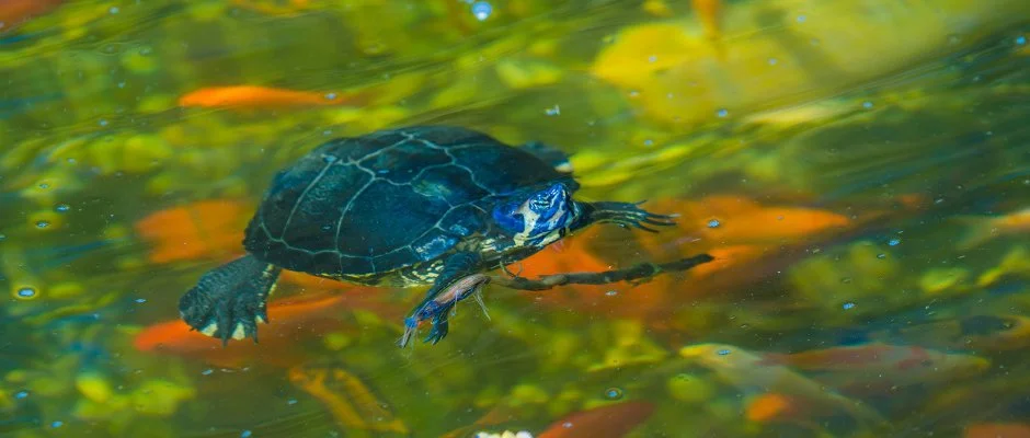 SunGarden Wellness Hotel Sifok