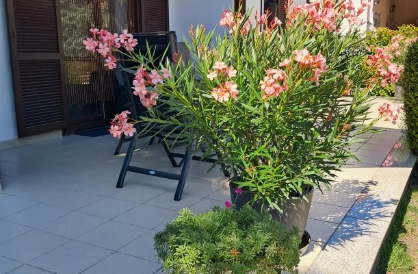 Sunshine Vendghz Balatonfenyves