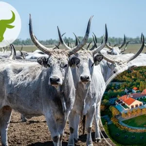  Tiszafüred - Puszta Kincsei Gasztro Élményhét - A magyar szürkemarha (1 éjtől)