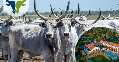 Puszta Kincsei Gasztro �lm�nyh�t - A magyar sz�rkemarha (1 �jt�l)