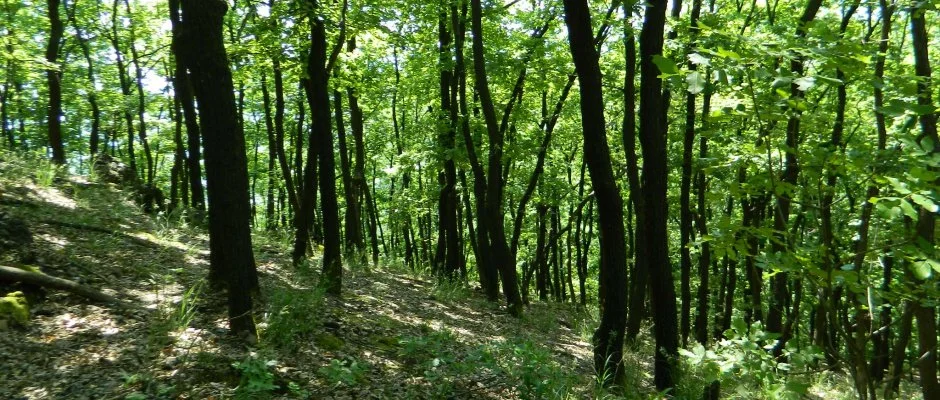 Tókert Fogadó Nagymányok
