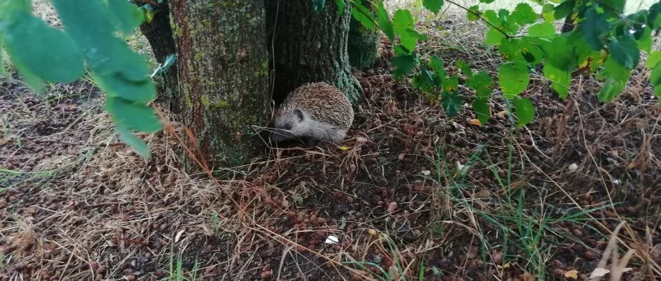 Turul Tanya Mrahalom