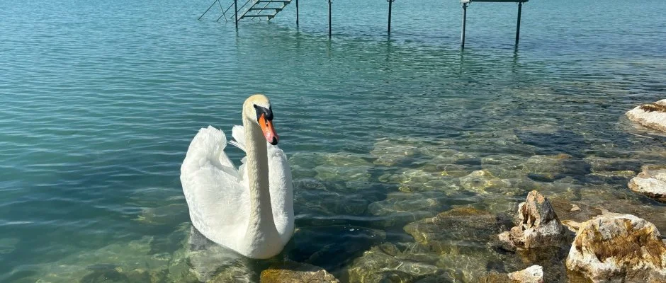 Vil�gos Hotel Balatonvil�gos