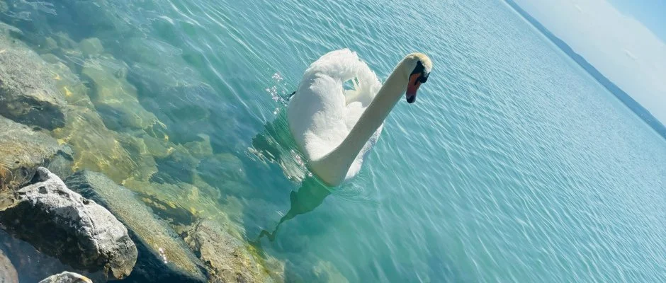 Vil�gos Hotel Balatonvil�gos