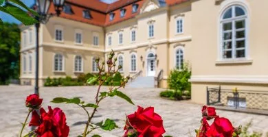 Early bird r flpanzival (1 jtl)