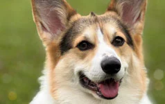 Állatbarát szállodák